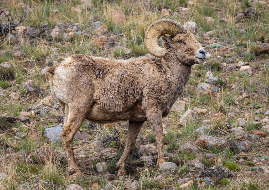 A Bighorn Sheep Ram poses to show off his power! #grandtetonnps #nps #usfws #naturephotography #animals #animalsofinstagram #nature_perfection #wildlifephotography #ignature #animalphotography #nature_sultans #allnatureshots #fiftyshades_of_nature #wildlifeplanet