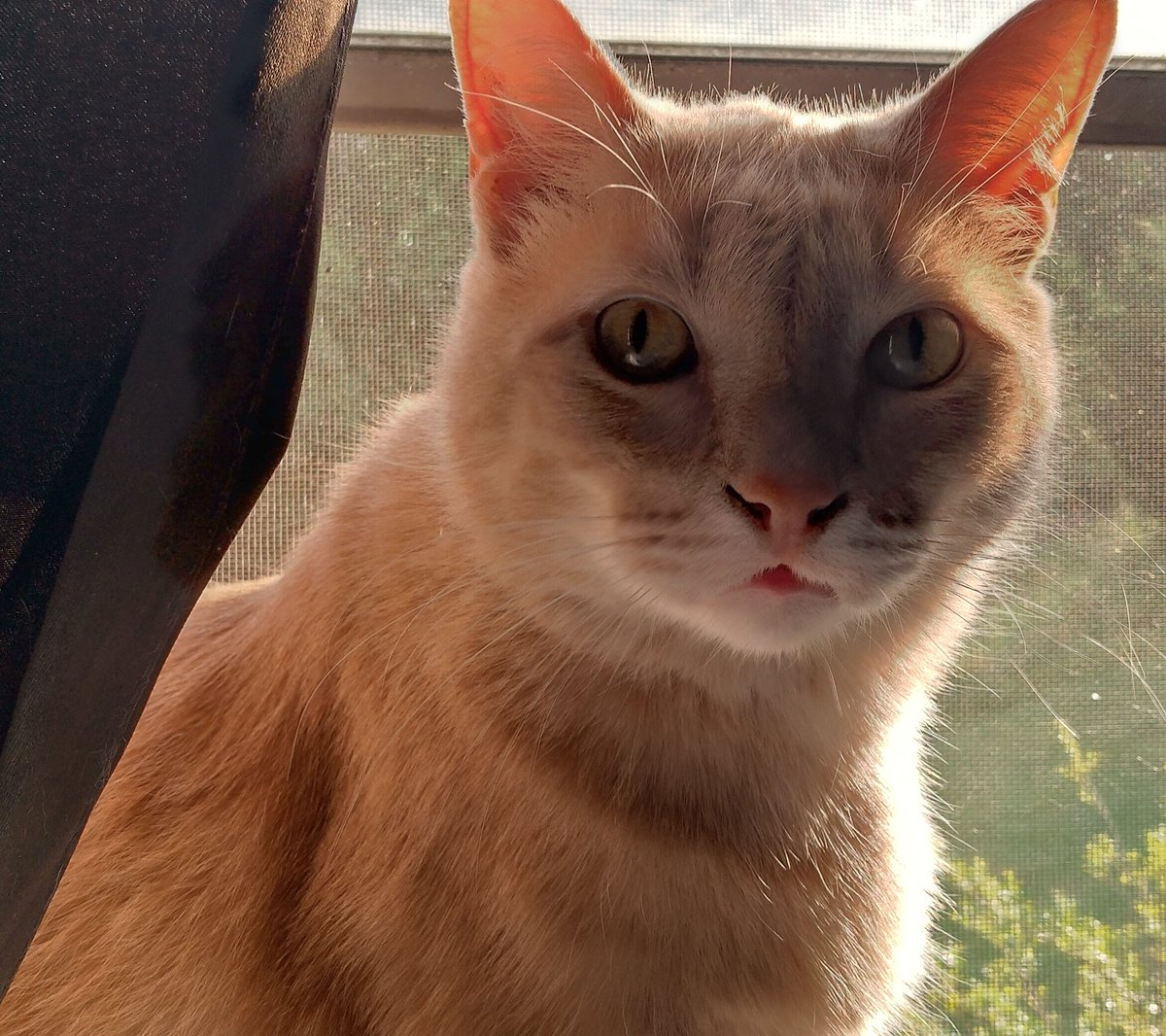 The Leanansidhe tweet media