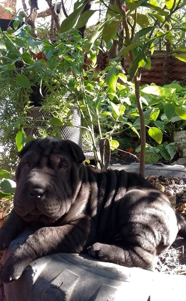 enamorada del negrito más lindo💚🌈🌿🏵️