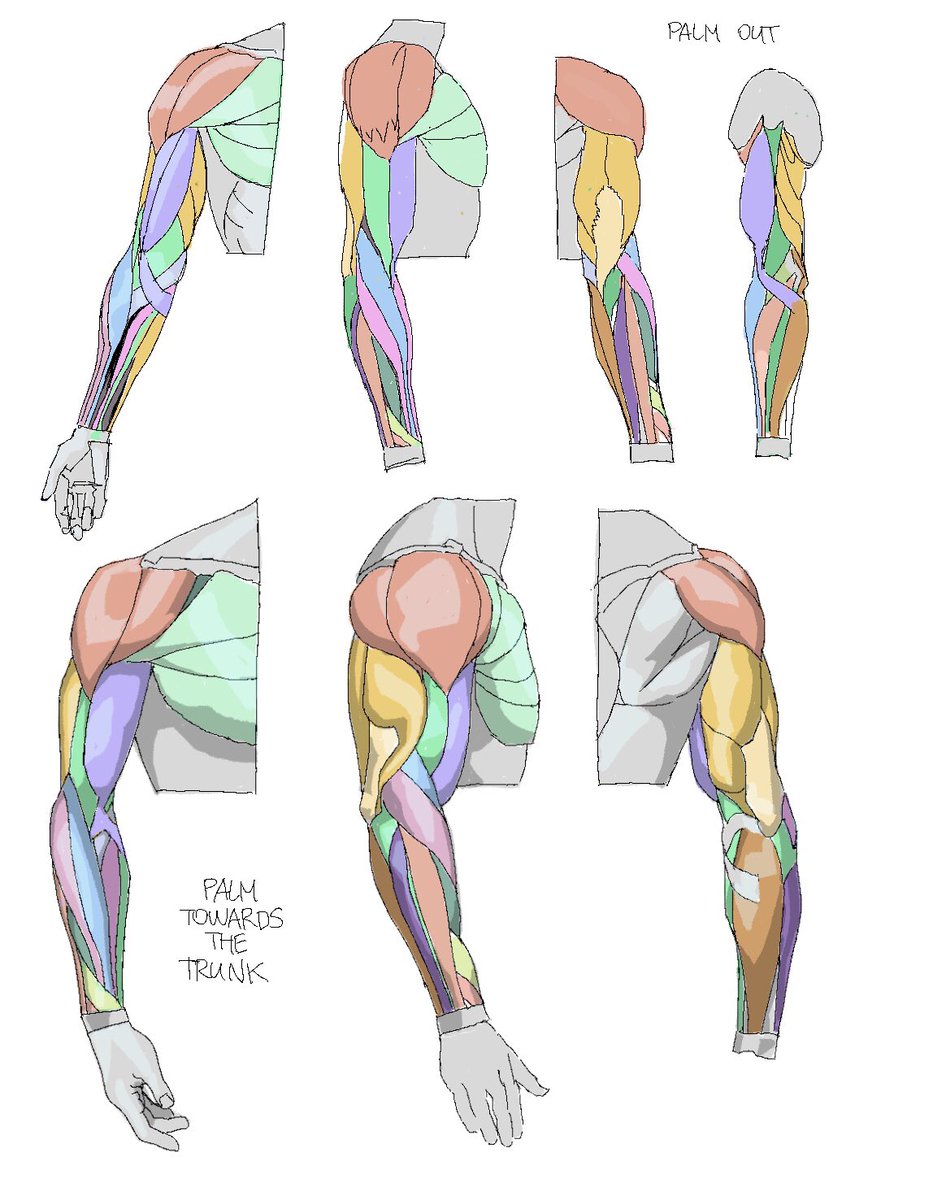 「arm muscle study」|грачのイラスト