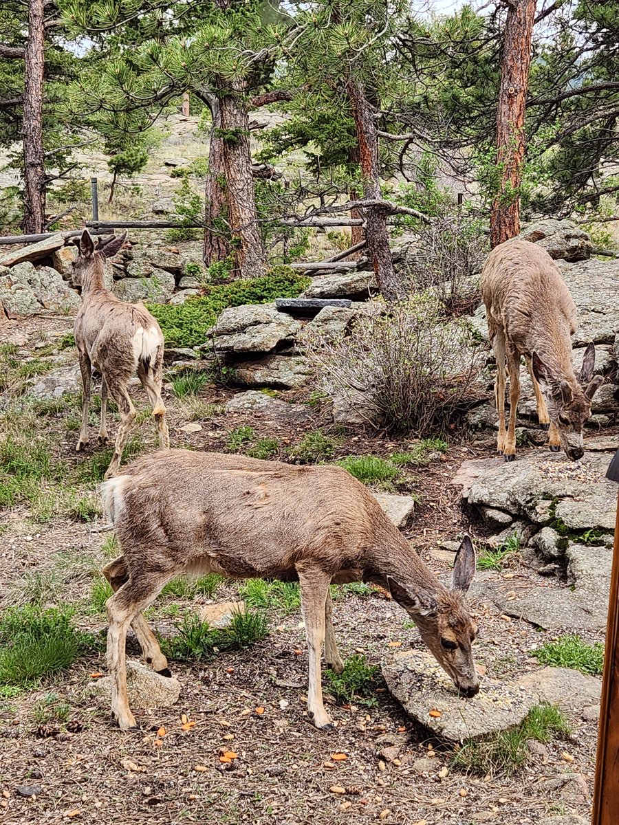 WPF - CMAA #GBR tweet media