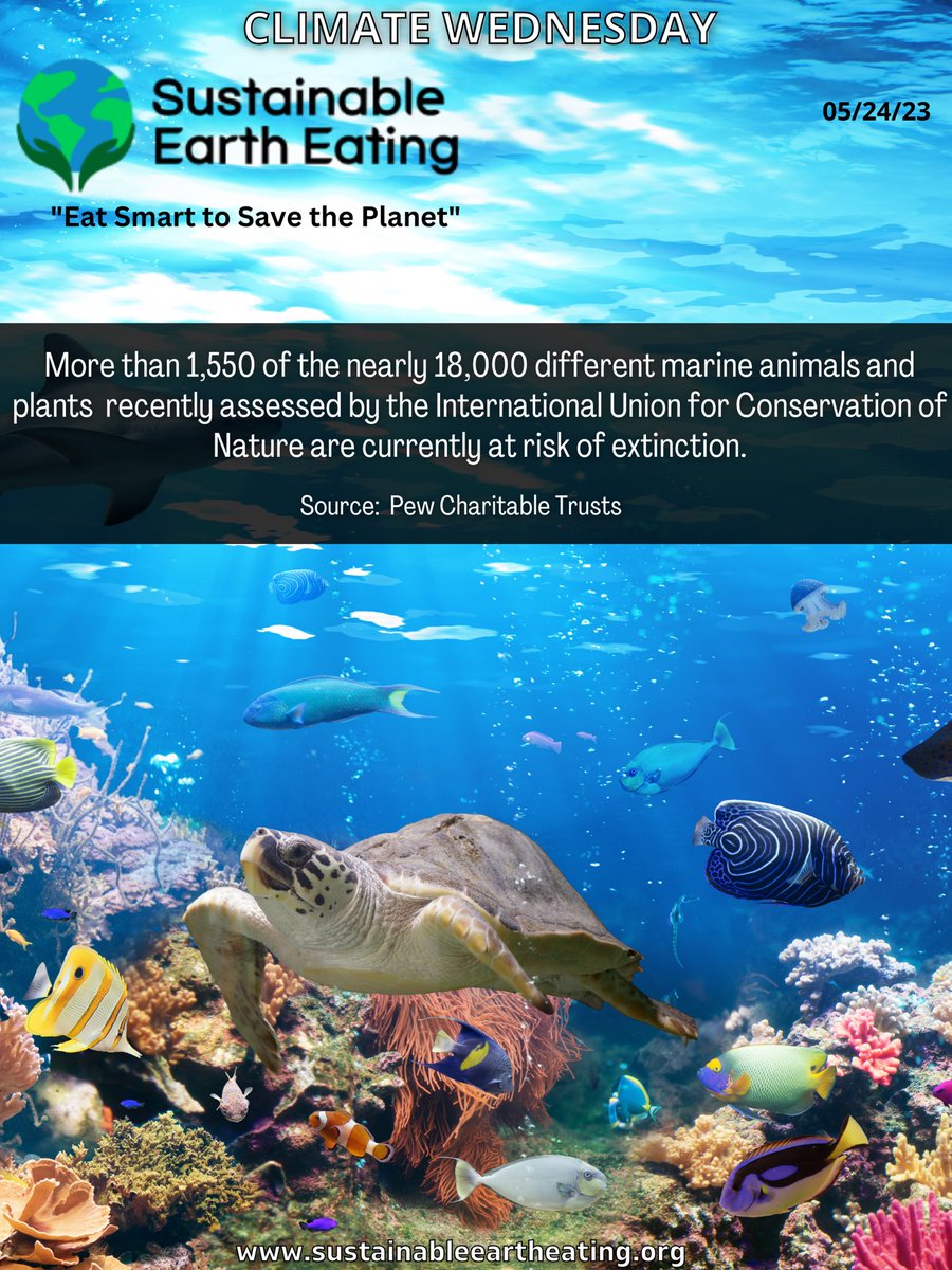 Climate Wednesday: extinction of marine animals & plants 🐠

#SEEchange #marinelife #marineextinction #marineanimals #bethechange #climatewednesday #sustainable