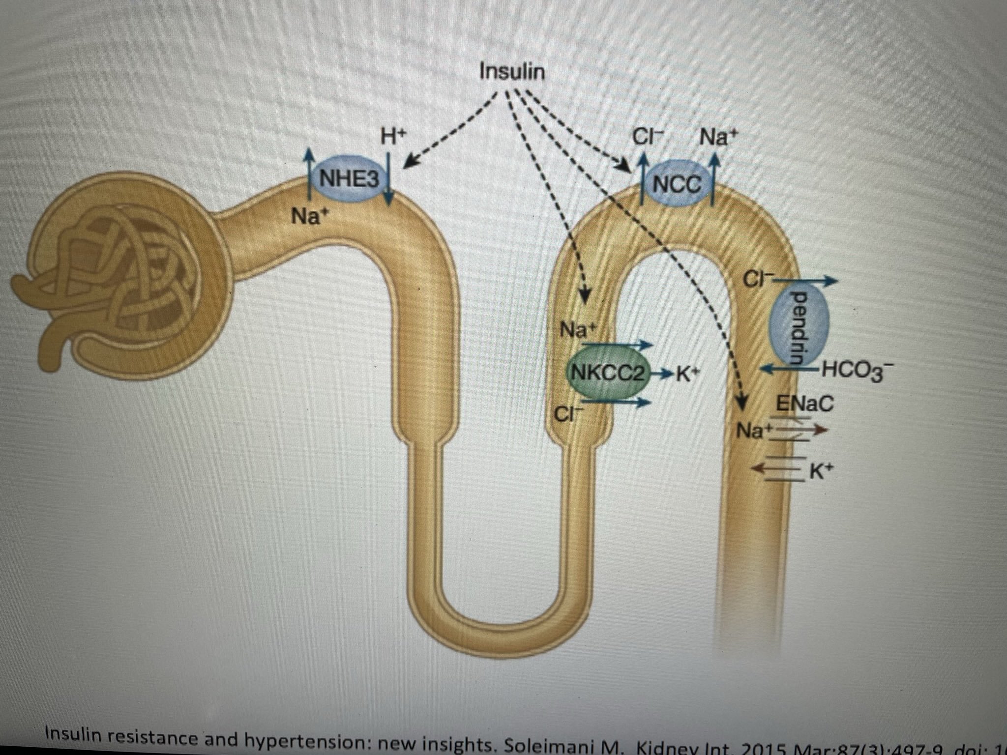 Dr SHRADDHEY KATIYAR on Twitter "💖Blood pressure and salt , a paradox