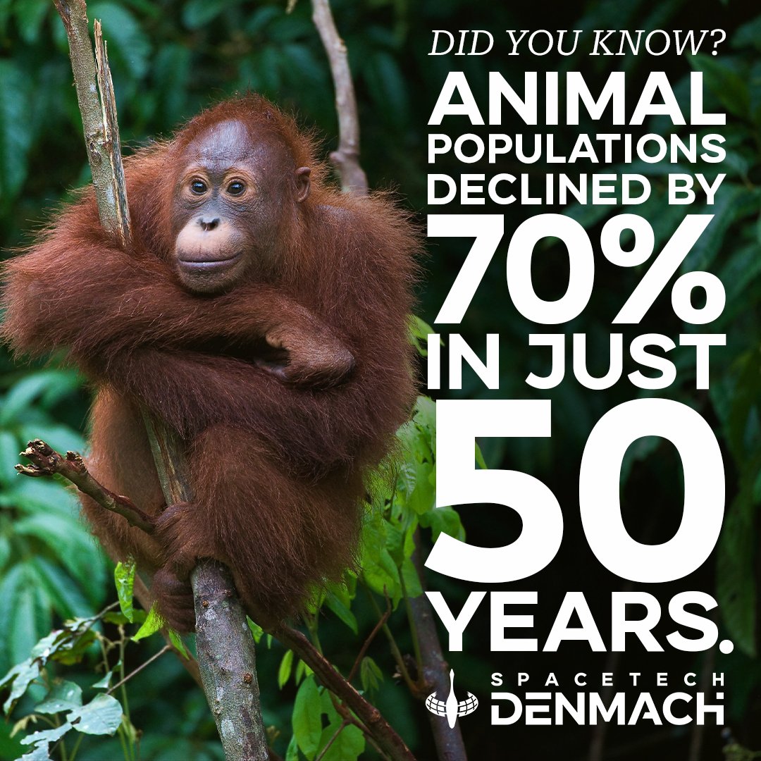 Animal populations worldwide have declined by nearly 70% in just 50 years, a report from @WWF shows. Let's work together to protect and conserve the diversity of wildlife on Earth.
#SmartConservation #SpaceTechdenMACH #WildlifeConservation #Sustainability #IoT #LivingPlanetReport