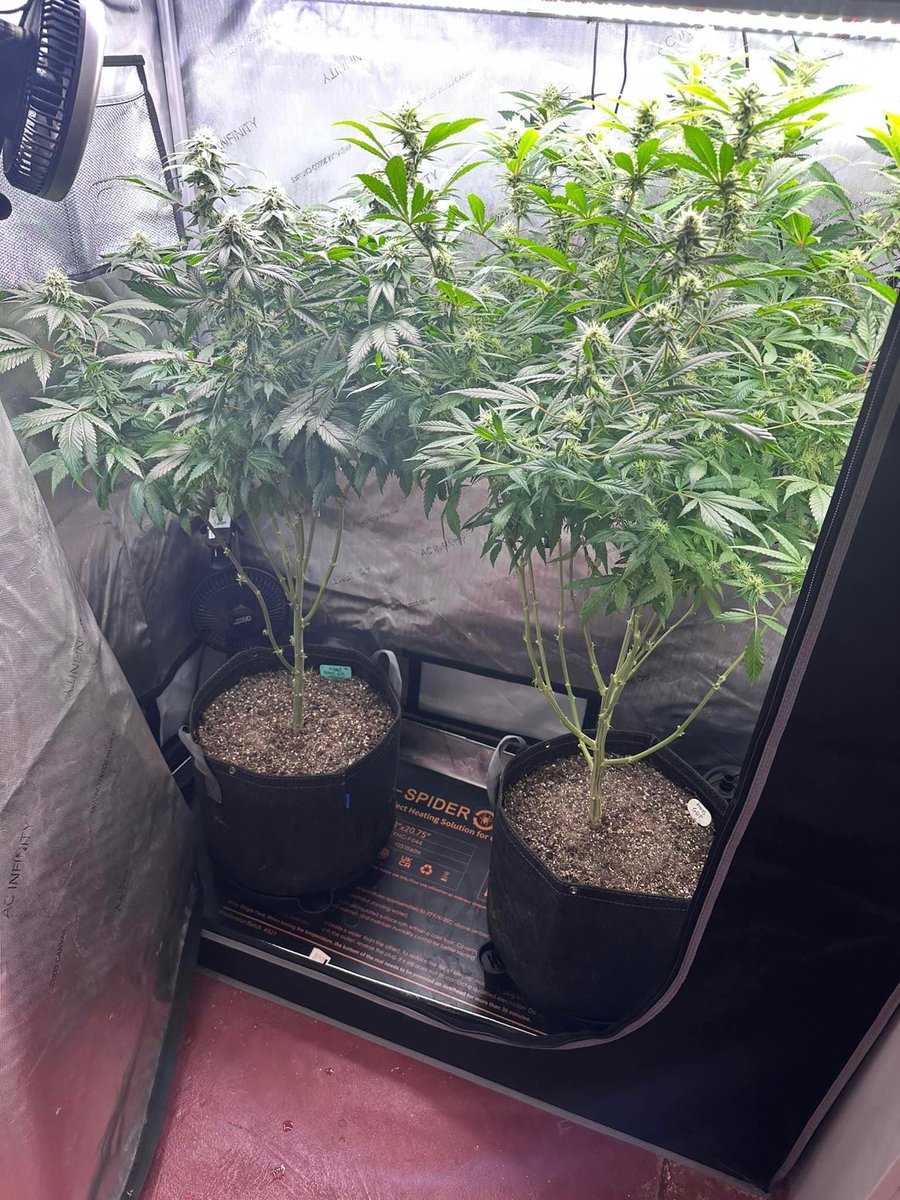 Last 2 photos left in the grow room! After these are done it’s nothing but Autoflowers! Buds are Swelling like crazy! Grand Daddy Purple (Right) & Runtz on the left! #Photoperiod #growyourown #Garden #OrganicGrow #Cultivation #Vivosun #Acinfinity #Spiderfarmer #Fabricpot