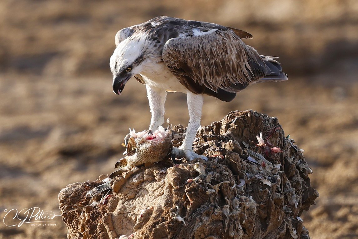 Fresh Sushi.... #osprey #saudibirding #BBCWildlifePOTD #chrispollardworldofbirds #thephotohour #raptor #canonbirdphotography