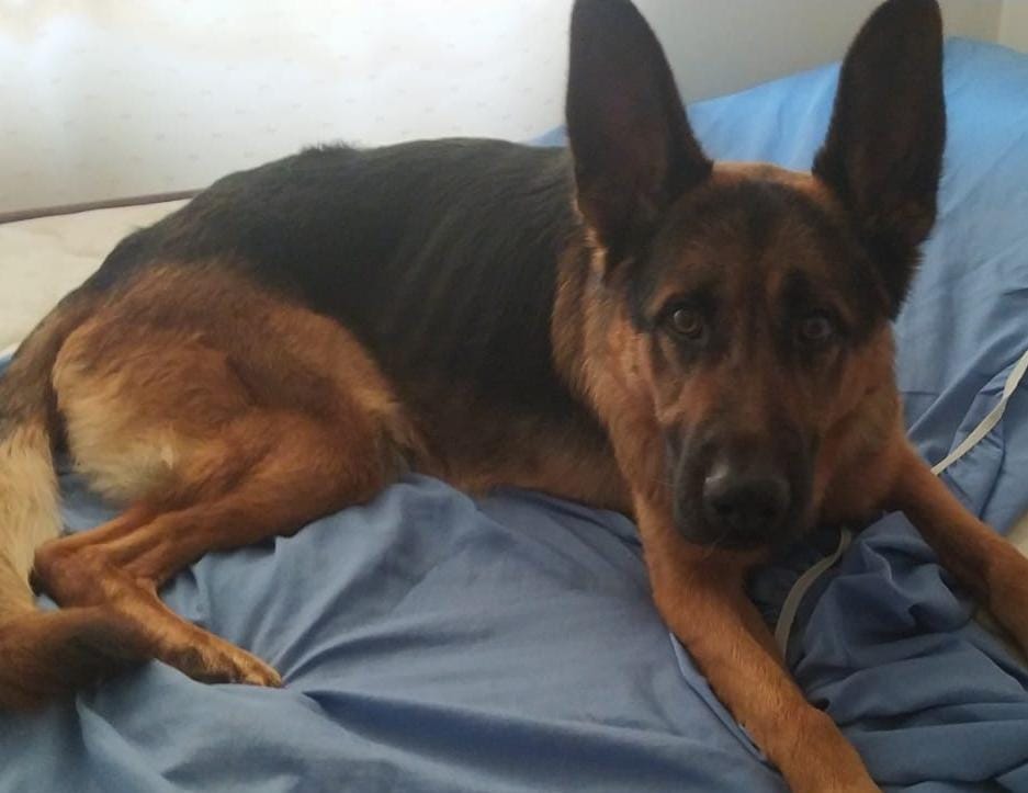 danielalozanocu's tweet photo. Mi hermana encontró este perrito pastor alemán en una finca pero no puede quedárselo. 

Le estamos buscando un hogar responsable en Bogotá que lo quiera mucho y pueda cuidarlo (está sano pero sigue flaquito). #SeBuscaHogar https://t.co/VETHCkwNU8