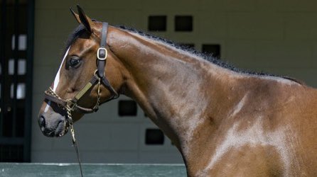 AdolphsonRacing's tweet photo. Hip 364, a $55k filly by highly anticipated 1st-crop sire Omaha Beach, goes to Dubai’s @HarmashRacing🇦🇪. A half to Harmash-trained G3 performer &amp; @RacingDubai winner Magic Petition, whom Harmash also purchased @FasigTiptonCo Midlantic May 2YO Sale. Consigned by @WavertreeInc. https://t.co/ooLwUzy6wv