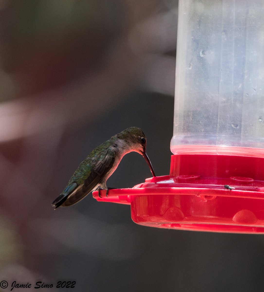 frontrangebird's tweet image. Seed Sale Starts June 1st! - mailchi.mp/frontrangebird…