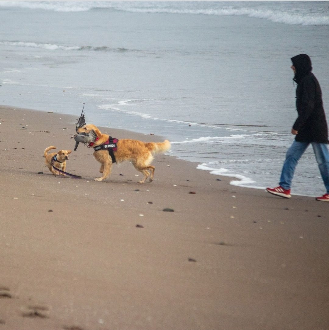 _vhopeinthebox's tweet photo. Se empezó a viralizar esto por ig y hoy vengo a mencionarlo aquí

Se busca a esta mujer de La Serena que dejó que su perro "cazara" a una Gaviota Garuma que se encontraba descansando y no hizo NADA para que su perro la soltara

La gaviota ahora morirá porque tiene su ala rota https://t.co/WMPtEc4io5