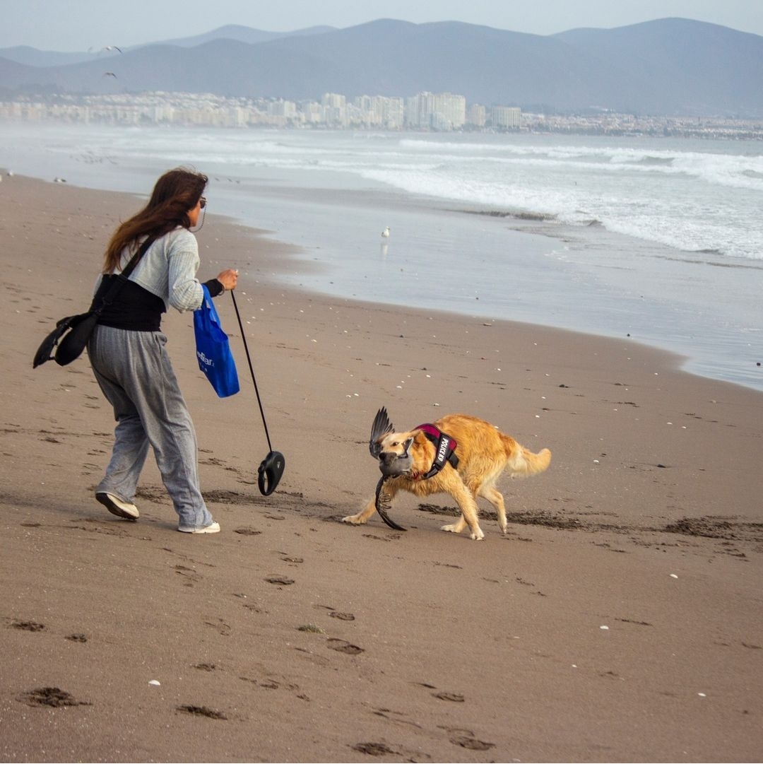 _vhopeinthebox's tweet photo. Se empezó a viralizar esto por ig y hoy vengo a mencionarlo aquí

Se busca a esta mujer de La Serena que dejó que su perro "cazara" a una Gaviota Garuma que se encontraba descansando y no hizo NADA para que su perro la soltara

La gaviota ahora morirá porque tiene su ala rota https://t.co/WMPtEc4io5