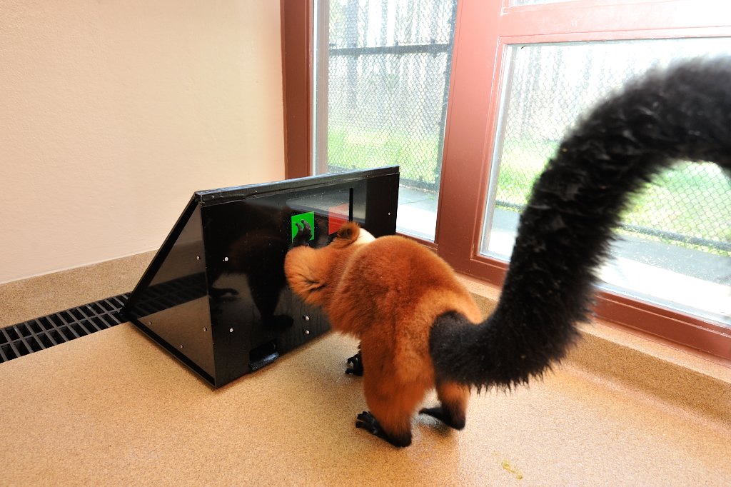 My grant reviewers & my masters proposal reviewers (separate people) told me that lemurs are too dumb to be taught to use a cognitive touchscreen. My grant proposals were denied. I had to switch advisor.

#QueerSTEM #AnimalBehaviour #AnimalCognition #AAPIHeritageMonth