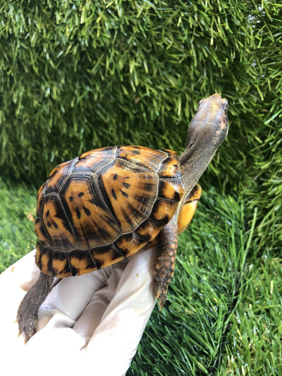 Land_mark_jp's tweet image. Camelで僅かに放射柄👍

#Terrapene carolina carolina
#Eastern Box Turtle