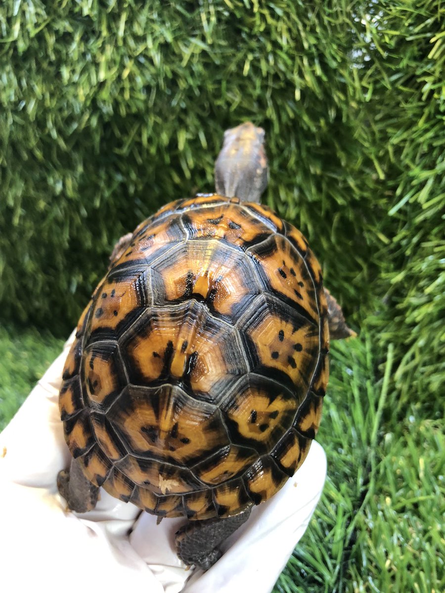 Land_mark_jp's tweet image. Camelで僅かに放射柄👍

#Terrapene carolina carolina
#Eastern Box Turtle
