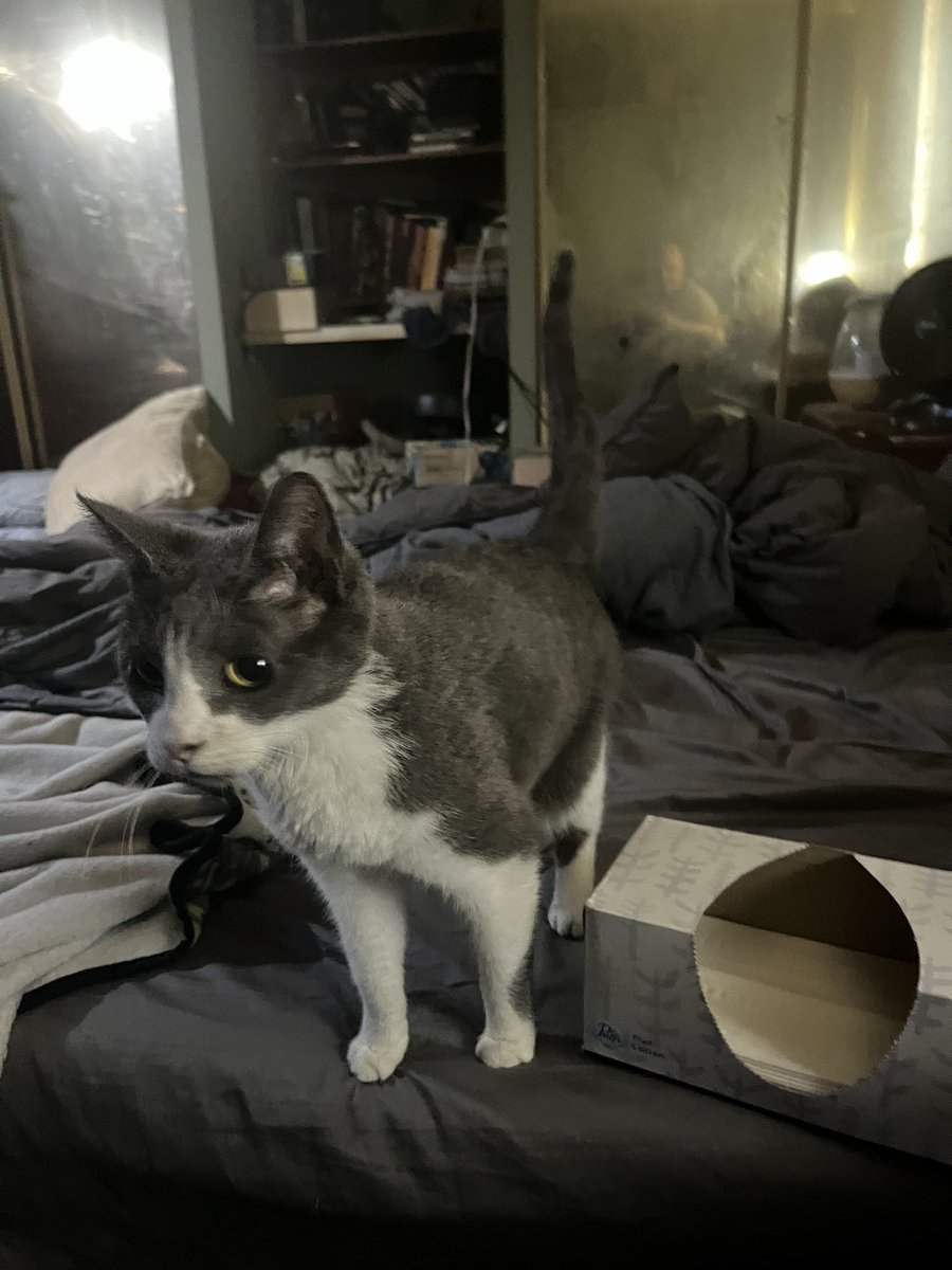 NanoTechDNB's tweet image. I did it again😅! Meet Thelma &amp;amp; Louise, a pair of 13yr. old seniors I adopted. Their owner died about a year ago &amp;amp; they’ve been stuck in the shelter. No longer. They are now part of my gang, to live out their remaking years. I must be outta my mind. I think 6 is my limit…for now