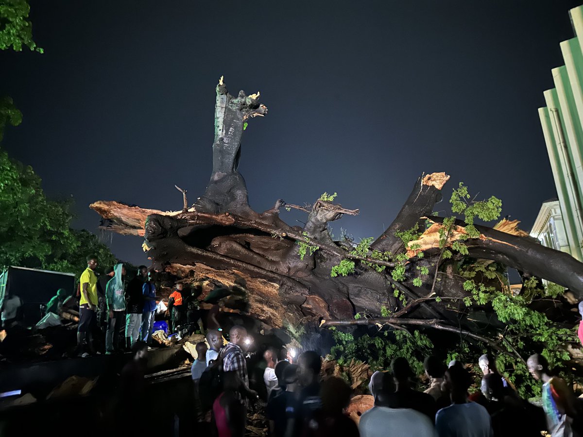 UmaruFofana's tweet image. What’s left of Freetown’s iconic Cotton Tree - hundreds of years old. I just took these photos after a heavy storm brought down the historic giant tree on Wednesday night - 24 May 2023. History! #SierraLeone
