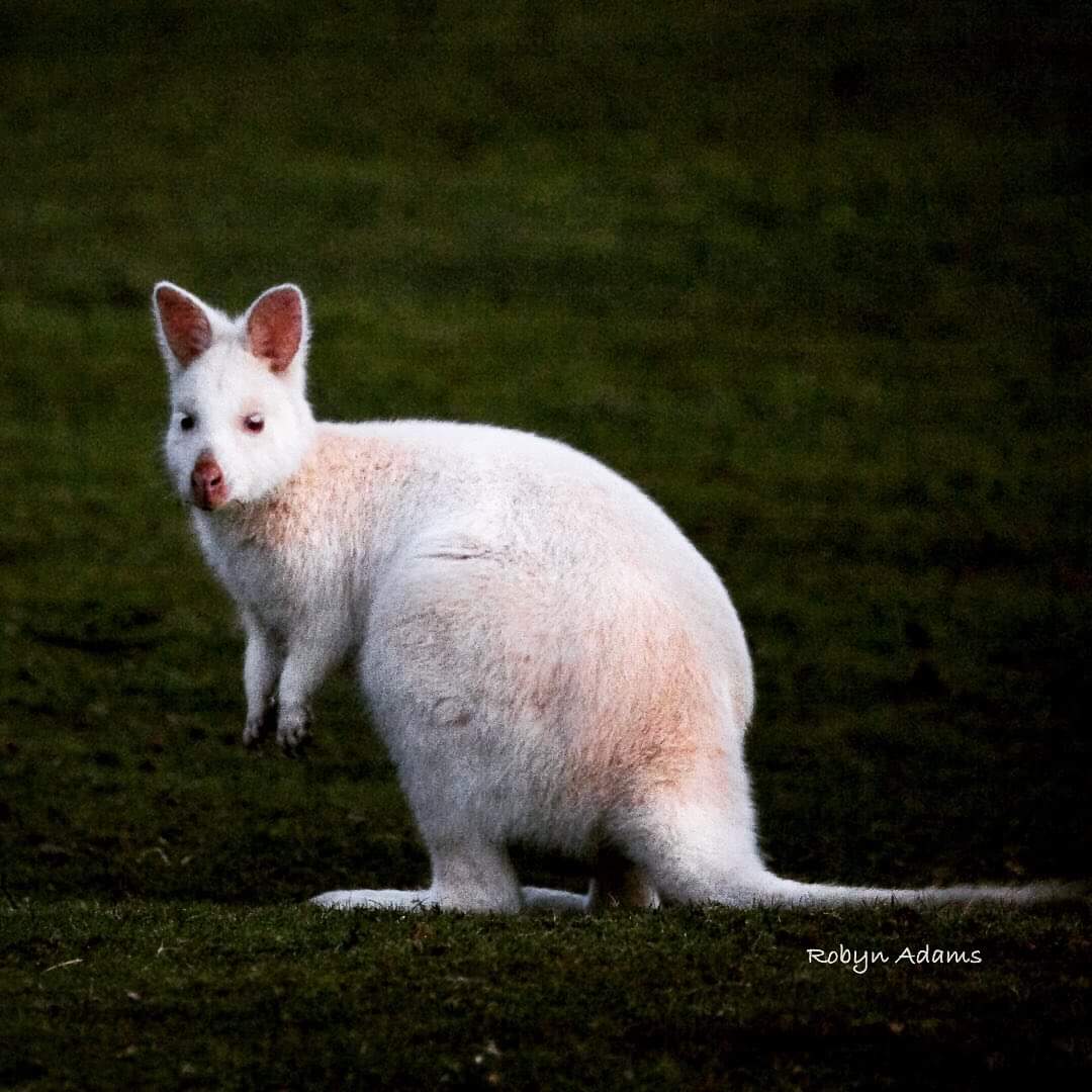 ‘Cuteness Overload’ on Bruny Island 🦘 It’s not counted as a trip to Bruny Island until you have a white wallaby encounter. 🦘 pic: instagram.com/robynadamswild…