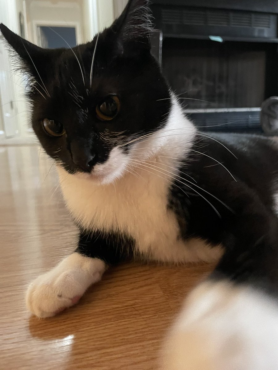 tuxedosiblings's tweet image. FISTZ BUMPSIES!! #CatsOfTwitter