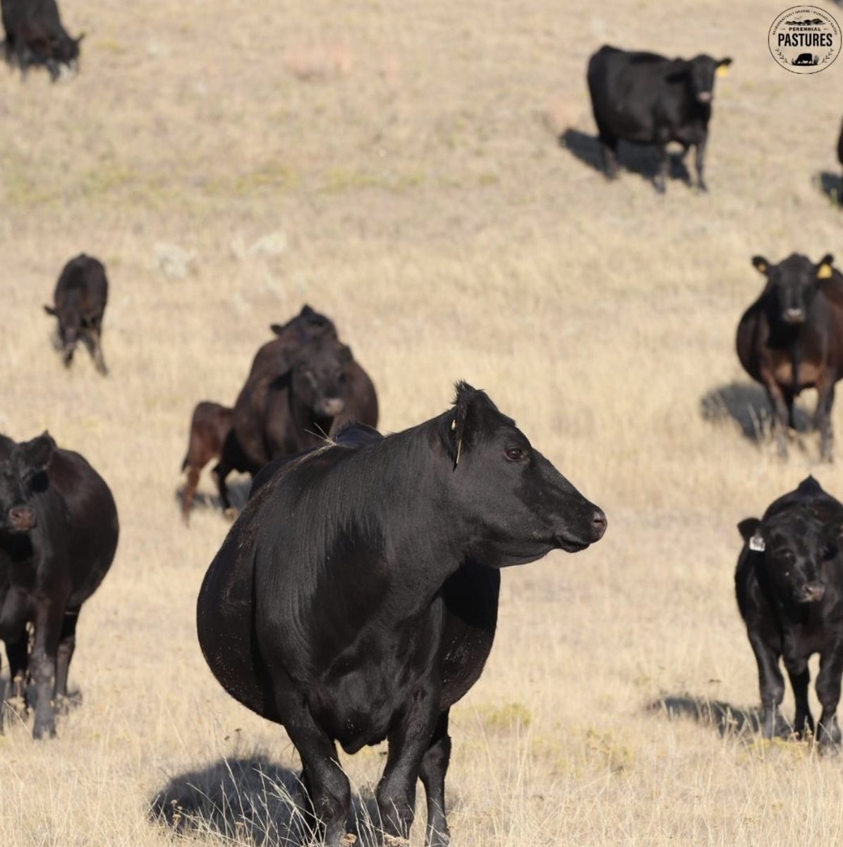 Cows (if raised properly) are amazing for the environment

Cows (if raised properly) are the most nutrient-dense food you can eat.

Cows (if raised properly) are incredibly sustainable.

RT if you love cows!
