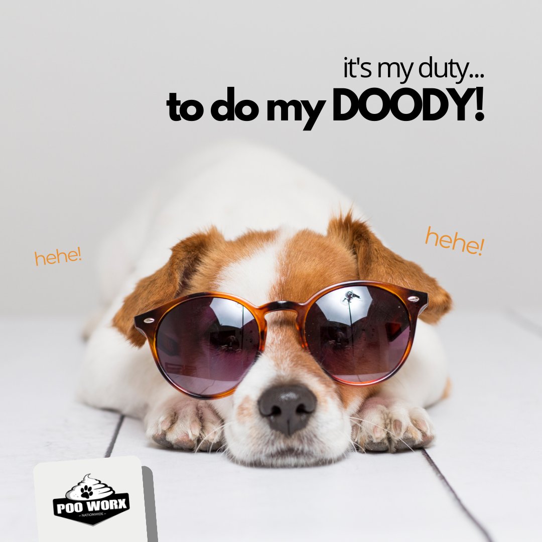 poo_worx's tweet image. Being the family's 💩 engineer is a demanding job, but someone's gotta do it! 

#DoingMyDuty #PooPooDuty #PoopingProblems #DogLife #funnydog #dogs #furbaby #furryfriends