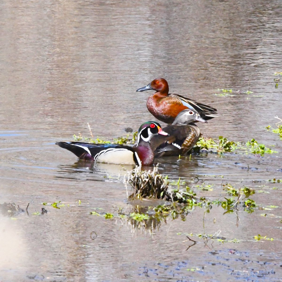 This is still one of my favorite photos. Can’t believe its been two years. Happy Waterfowl Wednesday!!! 

Nikon D500
Sigma 150-600
Jesse Watkins Photography 

#waterfowl #waterfowlphotography #waterfowlwednesday #woodducks #teal #ducksunlimited #birds #birdphotography #nikonusa