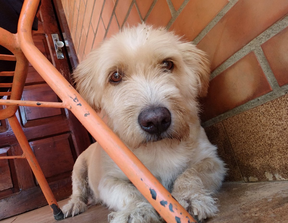 BrahianDuarte's tweet photo. Este tweet se cita con una foto de tu mascota https://t.co/luFKQ6kcGM