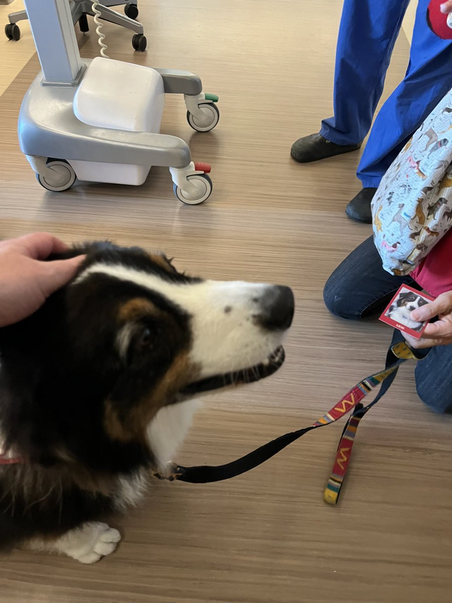Ron_Witteles's tweet photo. Thanks to an incredible @StanfordDeptMed #CCU team for a great week and for your wonderful/compassionate patient care! 🫀(Also bonus picture of Levi the Australian Shepherd who joined rounds today…) @StanfordMedRes @StefanTorelli @emmacstmartinMD @DrMFazal @PJuthani @HeartBobH https://t.co/BN8tG7EG42
