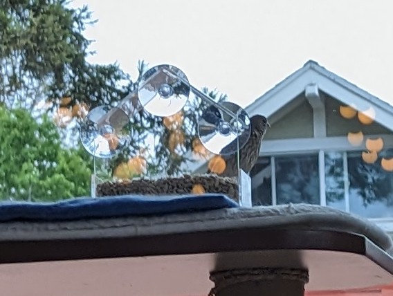 pico cat tweet media