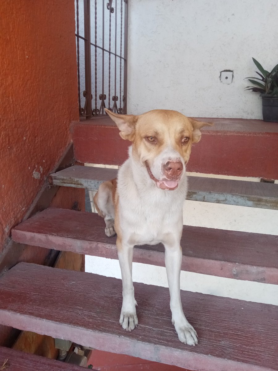 Dime__Fer's tweet photo. El Güero sigue buscando familia, es bien educado, cariñoso y obediente. Seguiremos cuidándolo, pero tenemos miedo que llamen a la perrera😔😔😔.
Porfa compartan para que encuentre una familia 🙏🙏🙏🙏.
#PASEOSDELSOL
#ZAPOPAN https://t.co/kwhownLZg8