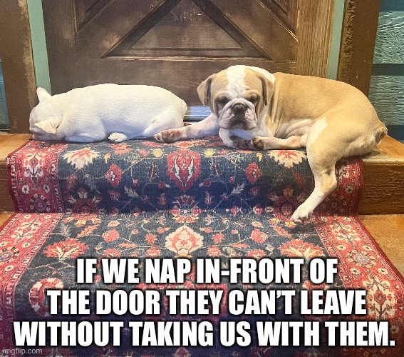 Royal Frenchel Frenchies tweet media