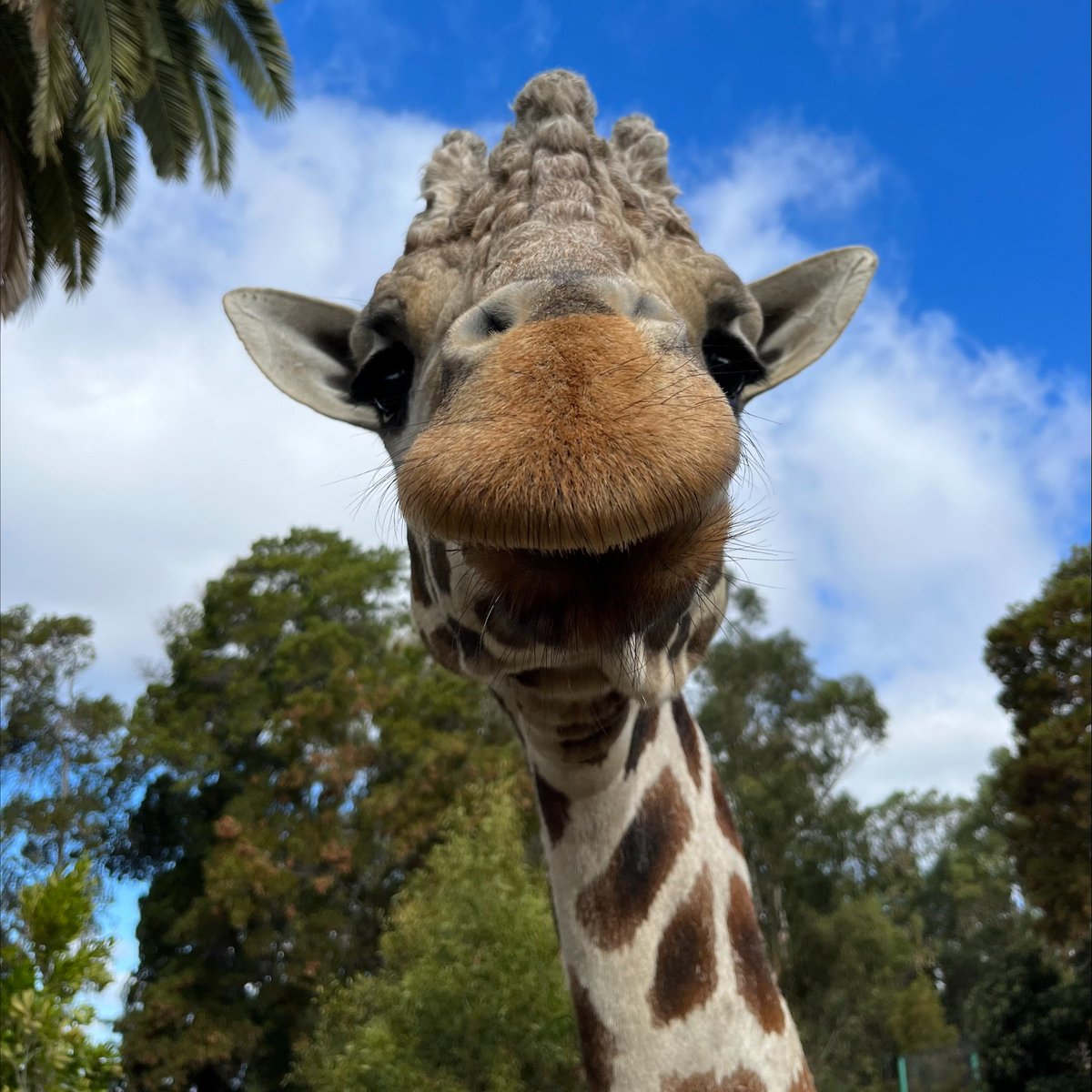 Oakland Zoo tweet media