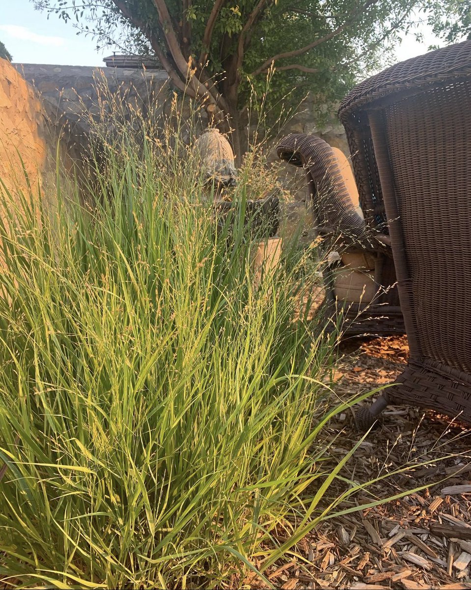 In the garden, heavy metal blue switch grass perennial.

#elpaso #texas #landscapedesign #landscapecontractor
#landscapemaintenance #outdoors #backvard #backvarddesign
#newmexico #lascruces #albuquerque #santafenewmexico
#carlsbadnewmexico #design #designer