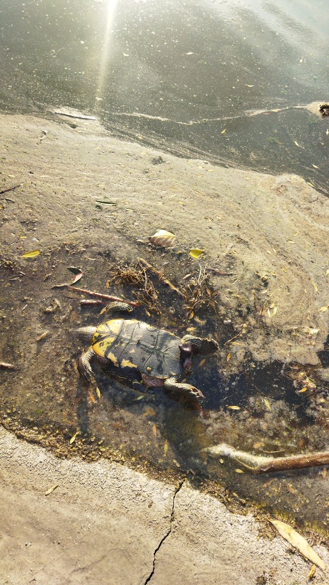 sIR_dIONISIO's tweet photo. @SEDEMA_CDMX @locatel_m
Animales muertos
Y la Alcaldesa de la @AzcapotzalcoMx , @MargaretSaldana, utiliza de forma privilegiado el Parque Tezozómoc para sus múltiples eventos, sin embargo, no se preocupa, o no le interesa, el mantenimiento y la conservación de este.
¡Compartan! https://t.co/qpN2bsrlcH