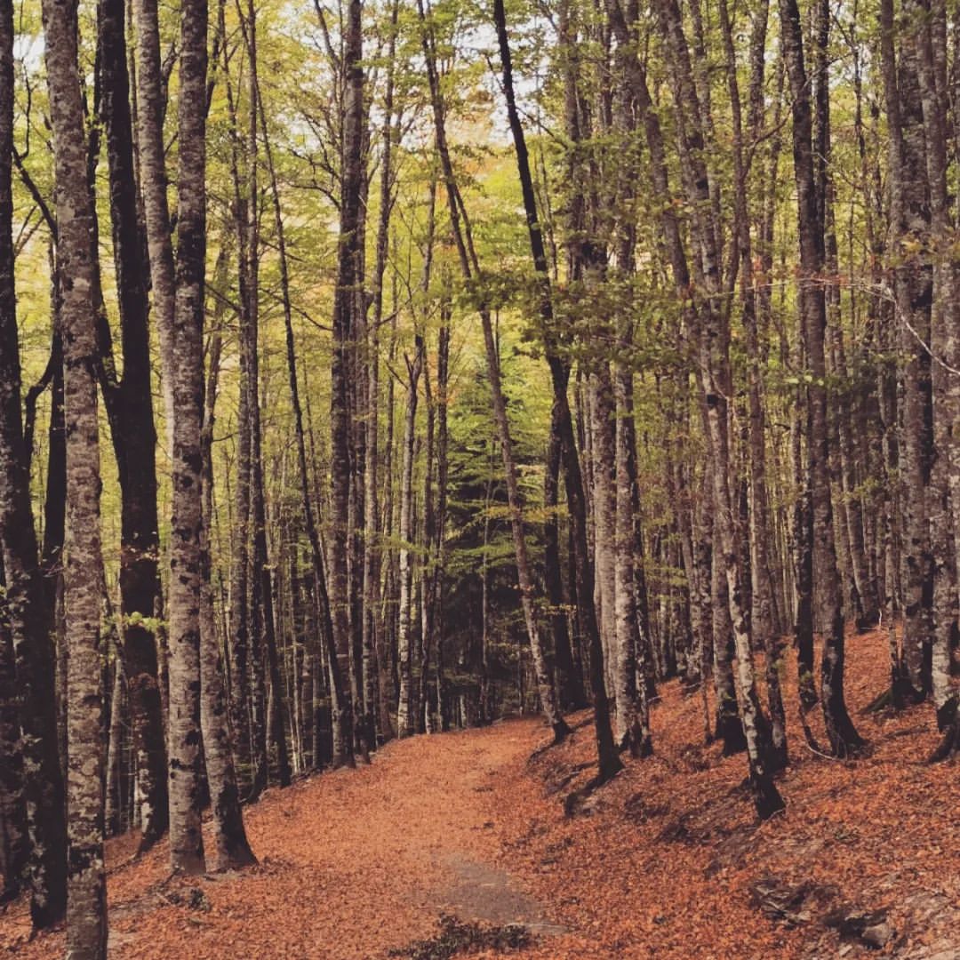 KODAKPIXPRO's tweet photo. If a tree falls in a forest and no one is around to hear it, does it make a sound?
.
.
.
.
.
.
πΈ Credit: IG User @lasrutasdesu
#forrest #nature #naturephotography #trees #autumn #hiking #adventure #travel #outdoor #kodak #kodakpixpro #pixpro #az421 #outdoors #wildlife https://t.co/pi1jzfApSb
