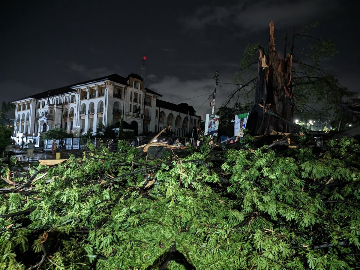 Shattered Heritage: Freetown's Fallen Cotton Tree

In the heart of Freetown, a legend stood tall,
The ancient Cotton Tree, revered by all.
A symbol of history, of freedom's birth,
Now brought down by a storm, the saddest of Earth.

For centuries it graced the city's embrace,
