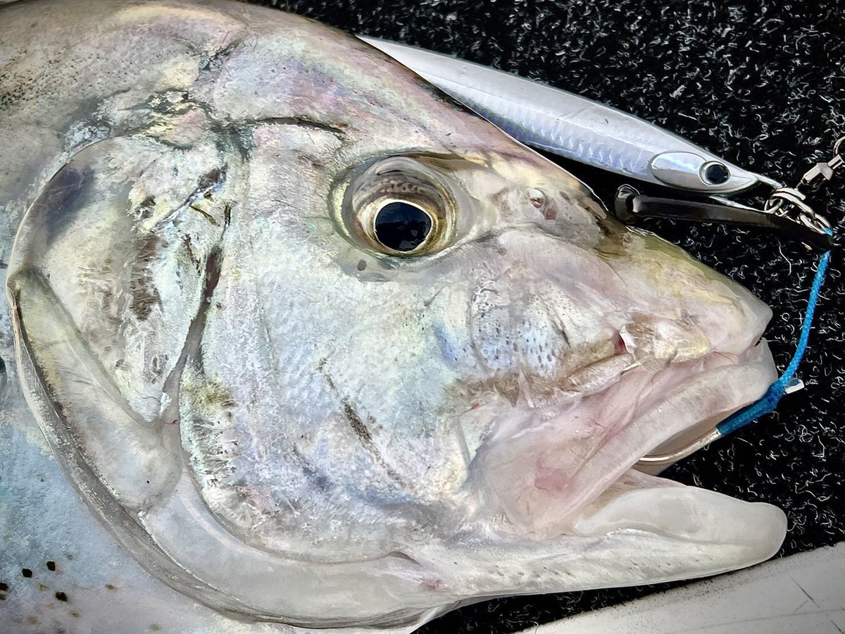 Offshore Jigging with JIGARO in QLD, Australia 🇦🇺
Lure: JIGARO MASSIVE 200g Scale full silver color(H-616)
#palms #palmsfishing #trevally #trevallyfishing #tealeaftrevally #jigaro #offshorejigging #jigging #deepseafishing #deepseajigging #slowblatt #fishingqld #qldfishing…