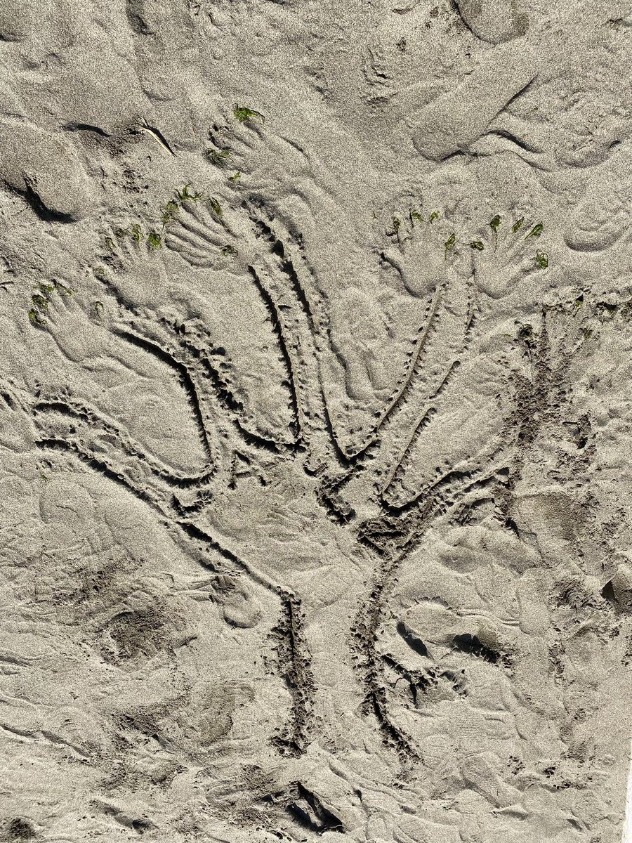 #anywhere artists. Thanks <a href="/SD38Arts/">Richmond School District Arts Education</a> for the inspirational book. Students messages “stay in the moment” “be yourself because we all belong” and “we all grow our own connected way” <a href="/stevescyclones/">Manoah Steves School</a>