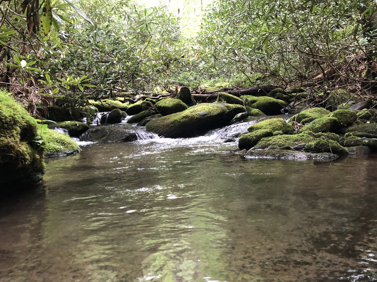 Britney_Firth's tweet photo. I had the amazing opportunity to reintroduce Southern Appalachian Brook Trout back to their native range with @TNAquarium Conservation Institute! #Conservation 🐟🐟 https://t.co/Jzykl9Jx5w