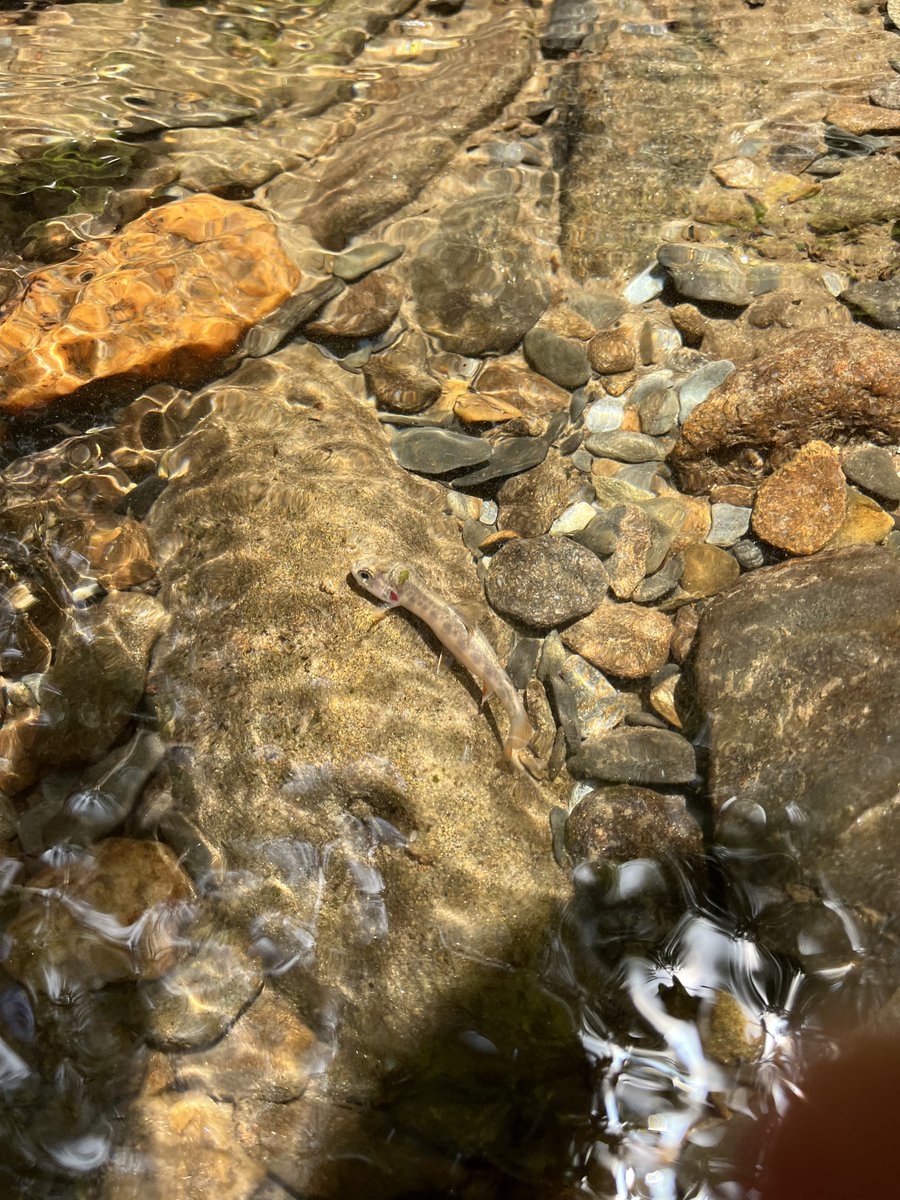 Britney_Firth's tweet photo. I had the amazing opportunity to reintroduce Southern Appalachian Brook Trout back to their native range with @TNAquarium Conservation Institute! #Conservation 🐟🐟 https://t.co/Jzykl9Jx5w