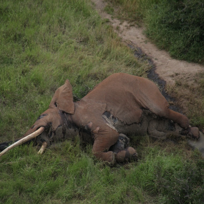 ifawAU's tweet photo. 100 elephants are killed by poachers every day.

Can you help us put an end to wildlife crime so elephants can live safely? #roomtoroam

© Tsavo Trust