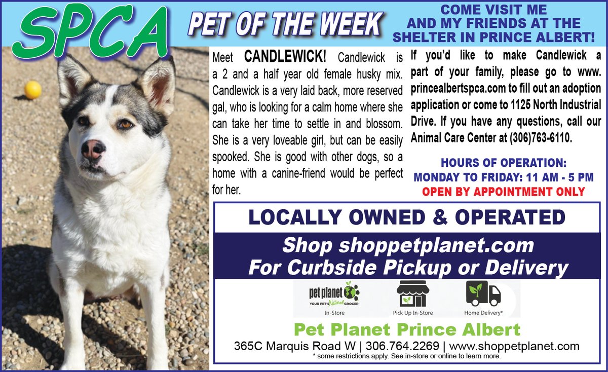 PAShopper's tweet image. SPCA - Pet of the Week
princealbertshopper.com/spca
#SPCA #PetoftheWeek #princealbertshopper