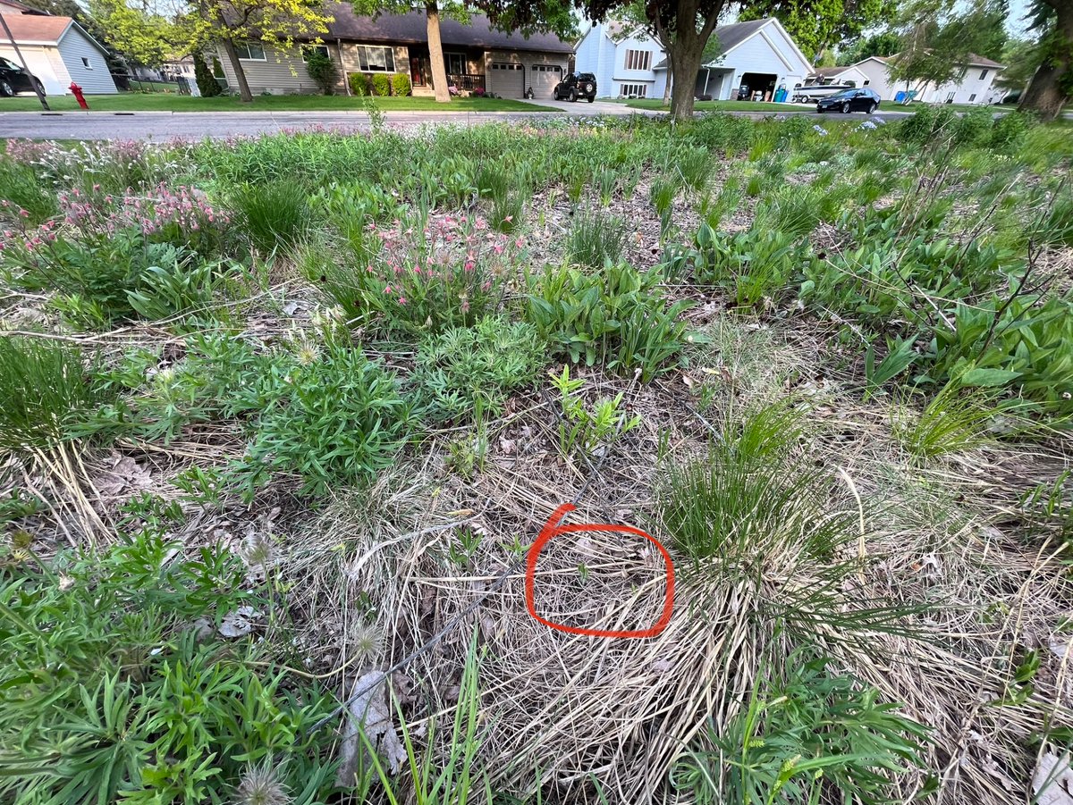 THE MONARCHS HAVE ARRIVED IN MINNESOTA! 

Good timing—the butterfly milkweed resprouted just last week.