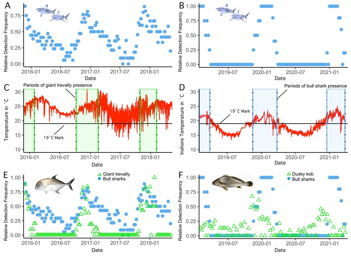 Super happy that my second PhD chapter is now published! 🥳 new insights into the complex movement patterns of bull sharks with implications for marine predator movement in general! #phd #science #sharks #marine #MovementEcology