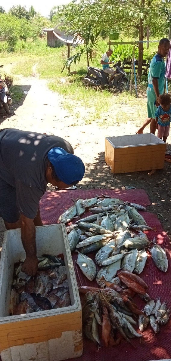 ribut_raharjo's tweet photo. Kamis(25-05-2023)Ribut Raharjo,Luhkan Kab.Nabire,Anjangsana kepelaku nalayan,melapirksn hasil tangkap ikan kakap,mubara sebanyak 40 kg, harga jual Rp.45.000/kg
#GiatLuhkanSatminkalAmbon 
#Laporan
#tangkap,Nabire https://t.co/BMFsVwr4tX