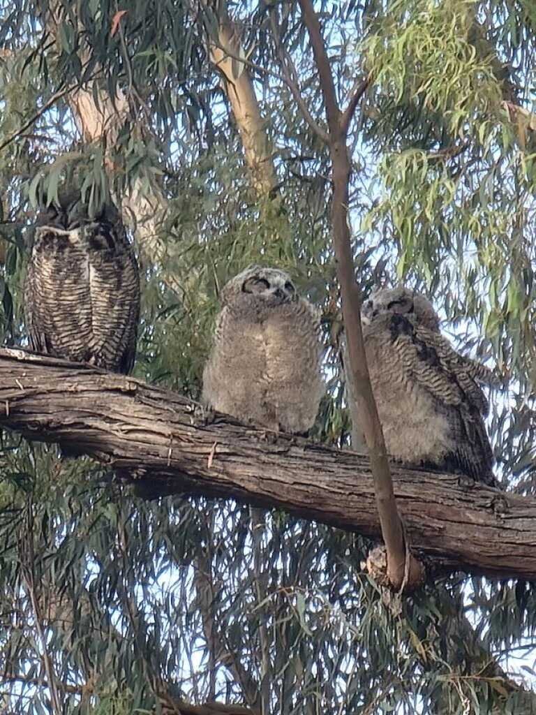 KlatuBaradaNiko's tweet photo. Triple hoot delight! 

Backyard has turned into an owl haven, with  three feathered friends perched high in the tree, surveying their  domain
 #OwlWatch #NatureInOurBackyard https://t.co/AHi9b2OfQg