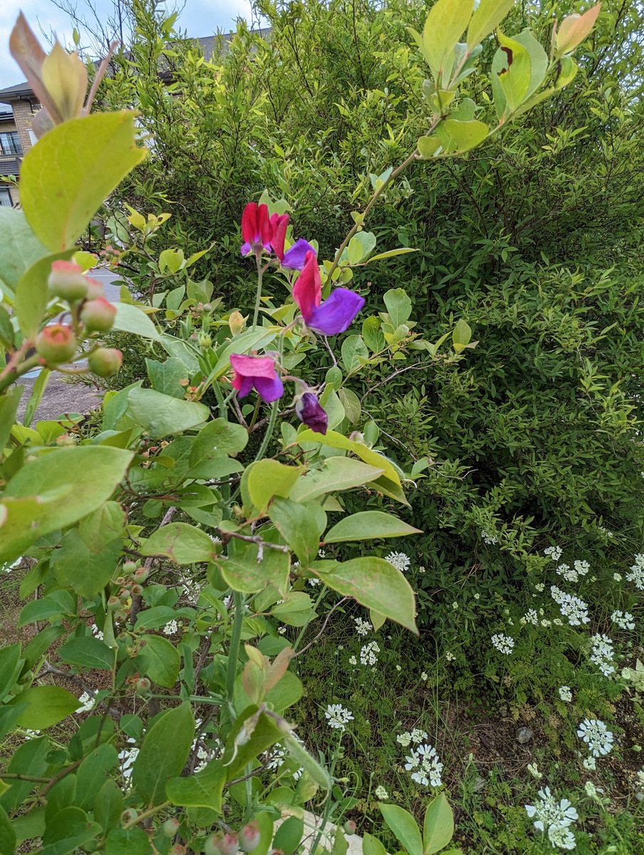 おはようございます
こぼれ種で💕
この色が一番好き✨

#TLを花でいっぱいにしよう 
#スイートピー