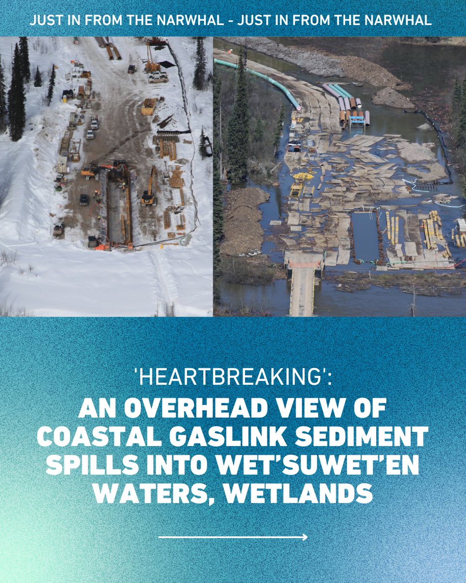 DavidSuzukiFDN's tweet photo. This latest story from @thenarwhalca details a recent Indigenous-led monitoring flight over the pipeline route, offering views of "heartbreaking" sediment spills into Wet'suwet'en waters, slope failures and flooded worksites.

Read more: https://t.co/qiCoaTdodB https://t.co/xgflEOkxAk
