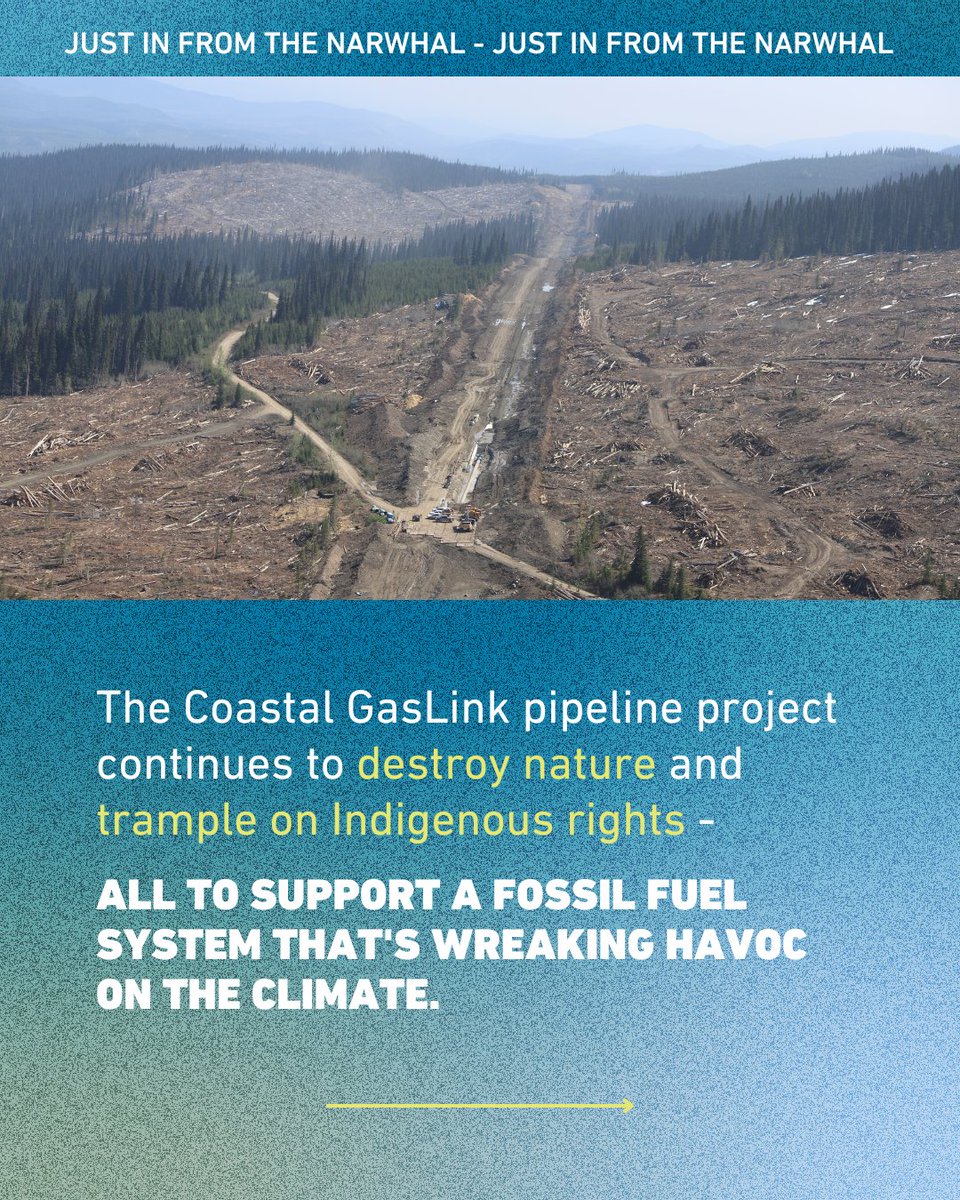 DavidSuzukiFDN's tweet photo. This latest story from @thenarwhalca details a recent Indigenous-led monitoring flight over the pipeline route, offering views of "heartbreaking" sediment spills into Wet'suwet'en waters, slope failures and flooded worksites.

Read more: https://t.co/qiCoaTdodB https://t.co/xgflEOkxAk