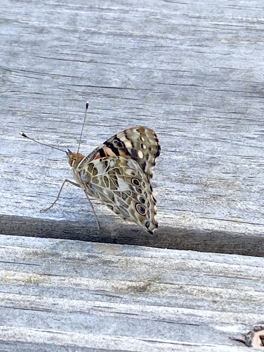 Our 1/2 combo released our butterflies today. Special thanks to our student photographer!!
@BHicksk1 <a href="/BENPanthers/">Bennett Panthers</a> <a href="/DrCarlaNeal/">Carla Neal</a> #OneChatham