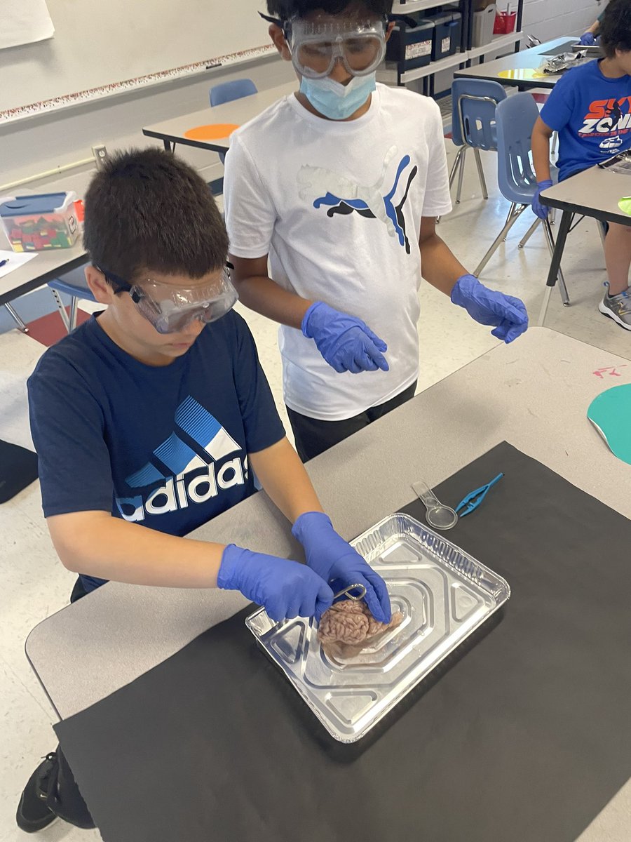 MsLinehanBMES's tweet photo. 5th grade finally got what they’ve wanted all year…to dissect a sheep’s brain. Such a fun way to end the school year. @ModedraBMES https://t.co/mIvITyxfCU